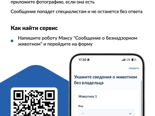 На портале «Госуслуги» можно уведомить о безнадзорном животном