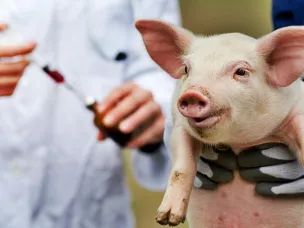 Памятка для населения по профилактике африканской чума свиней (АЧС)