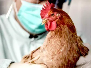 Памятка для населения по профилактике высокопатогенного гриппа птиц