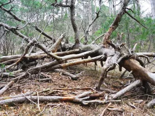 Памятка о сборе валежника