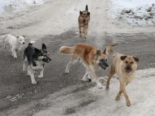 Правила поведения при встрече с животными без владельцев